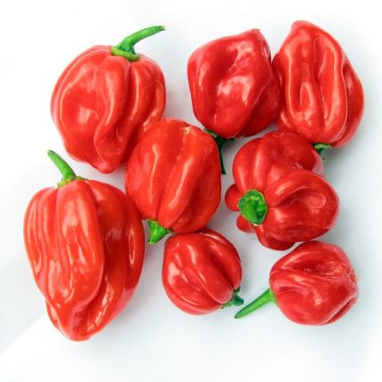 Hot Pepper (African Chilli)03